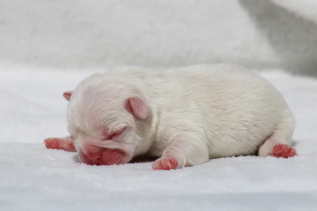 chiot femelle bouledogue français de couleur lilas tan platinium