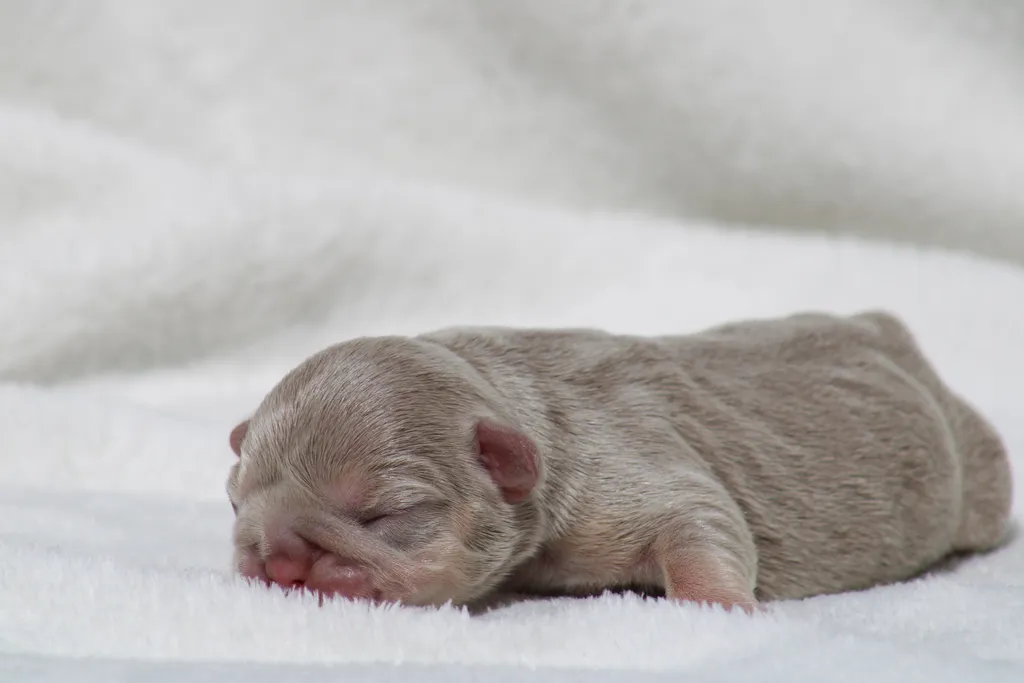 image chiot bouledogue français exotique isabella tan newshade disponible à la réservation