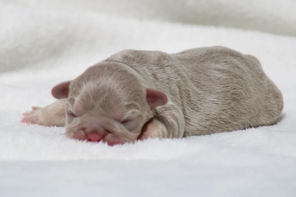 image chiot bouledogue français exotique isabella tan newshade disponible à la réservation