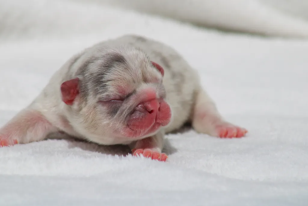 image chiot femelle bouledogue français lilas merle tan à reserver