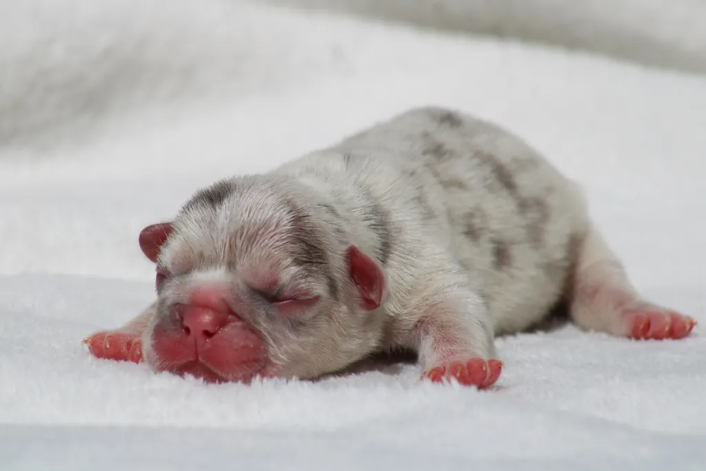image chiot femelle bouledogue français lilas merle tan à reserver