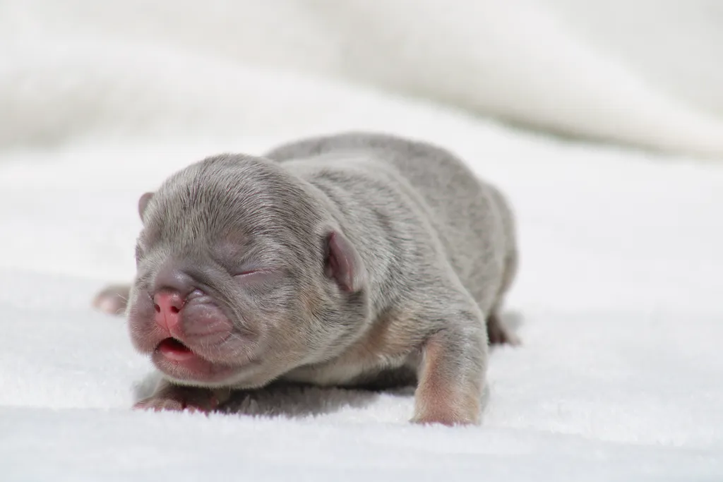 chiot femelle bouledogue français lilas cherry tan disponble à la réservation