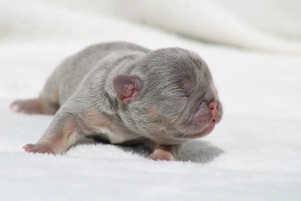 chiot femelle bouledogue français lilas cherry tan disponble à la réservation