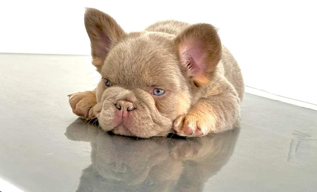 chiot male bouledogue français male couleur isabella tan new shade fluffy