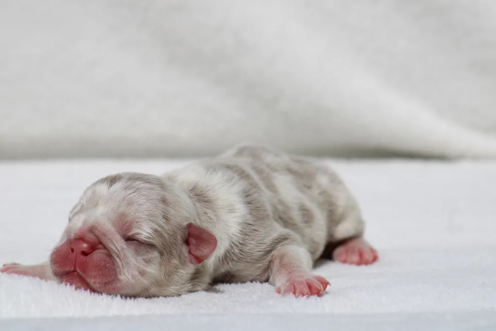 chiot femelle bouledogue français isabella merle tan disponible à la réservation