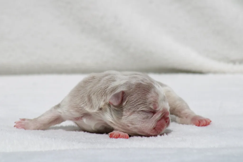 chiot femelle bouledogue français isabella merle tan disponible à la réservation