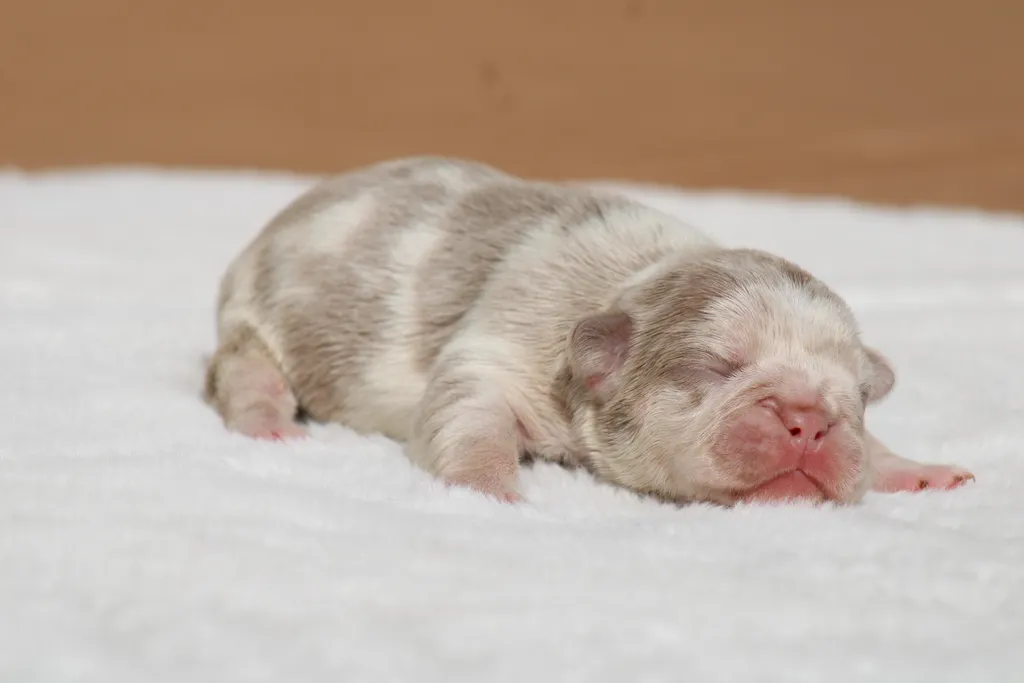 chiot femelle bouledogue français isabella merle tan réservé