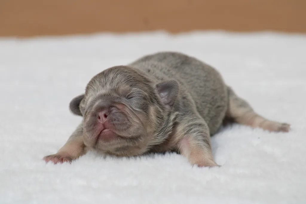 chiot male bouledogue français de couleur lilas tan