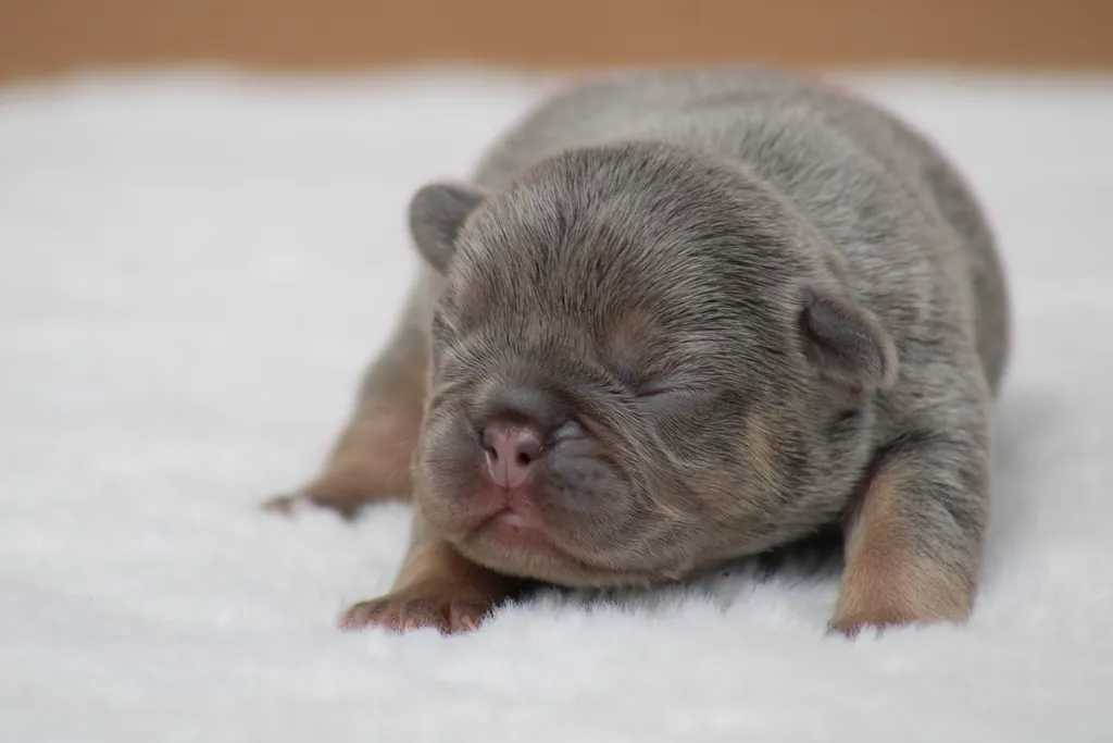 chiot femelle bouledogue français lilas cherry tan disponble à la réservation