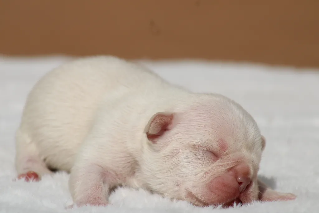 chiot femelle bouledogue français de couleur lilas tan platinium