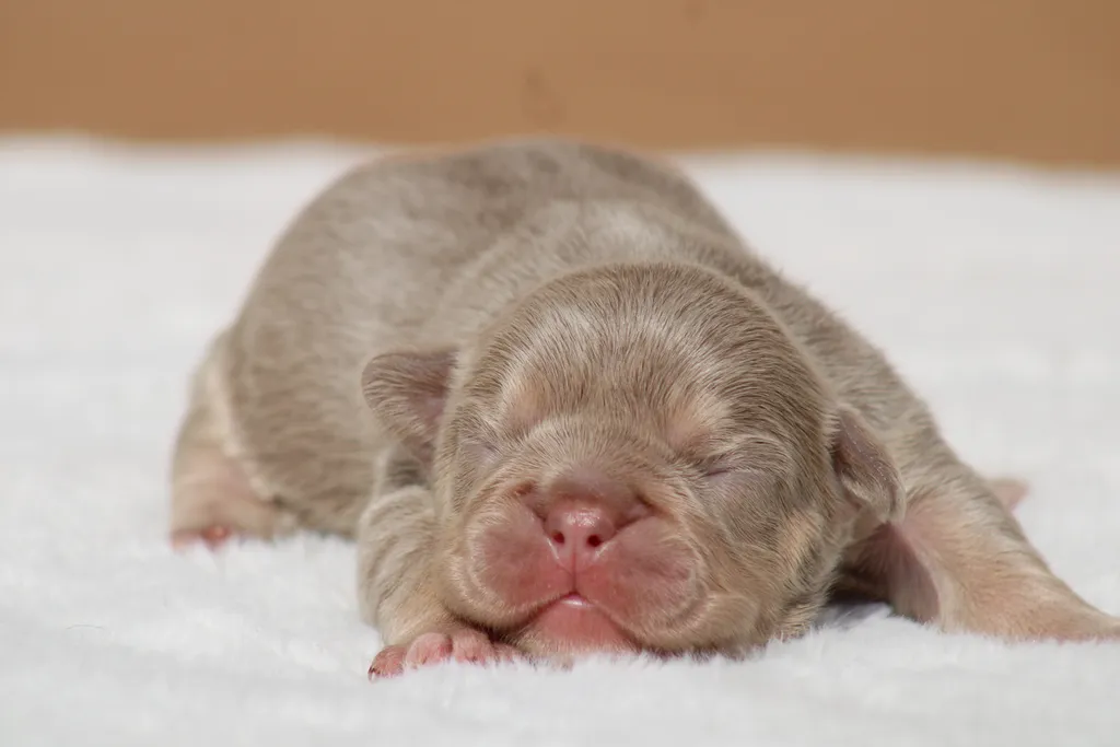 image chiot bouledogue français exotique isabella tan newshade disponible à la réservation