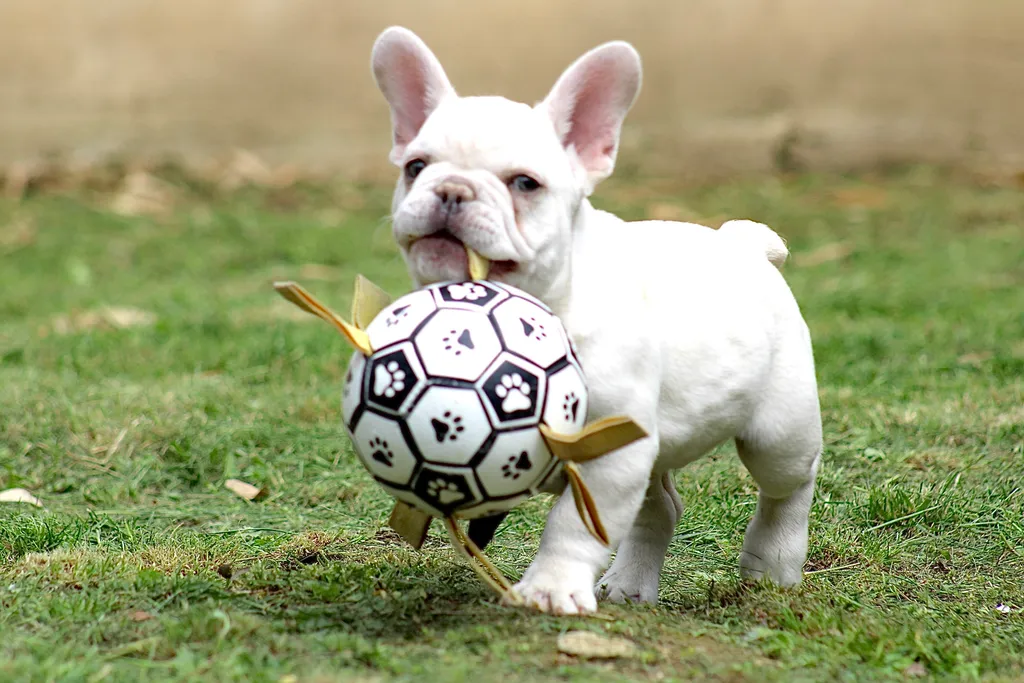 chiot male bouledogue français lilas tan plantinium à vendre