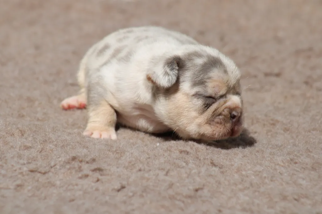 image chiot femelle bouledogue français lilas merle tan à reserver