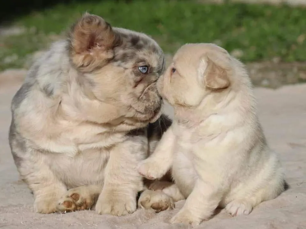 image de deux chiots bouledogues français fluffy qui se font un bisous
