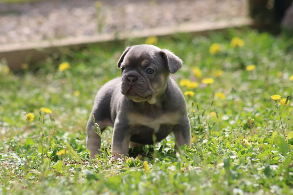 chiot femelle bouledogue français lilas cherry tan disponble à la réservation