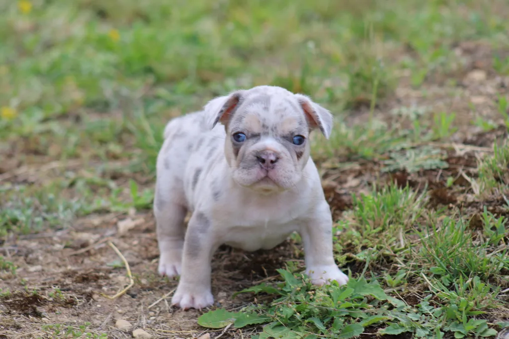 image chiot femelle bouledogue français lilas merle tan à reserver
