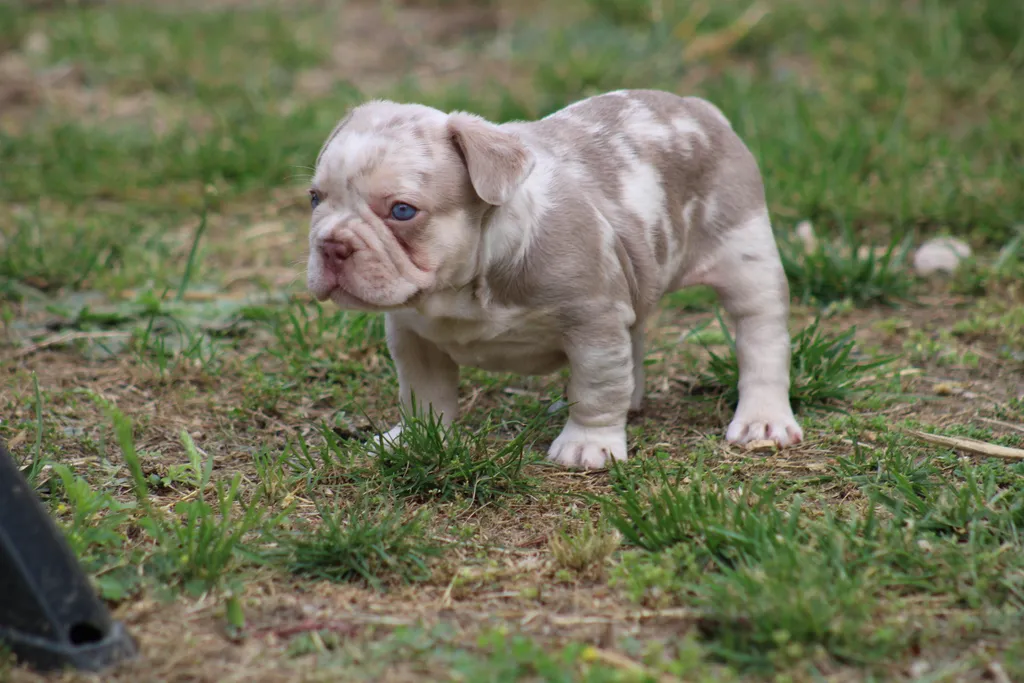 chiot femelle bouledogue français isabella merle tan réservé