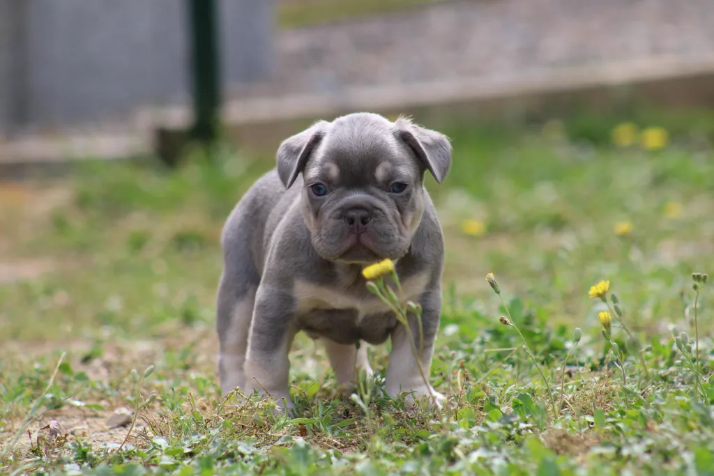 chiot male bouledogue français de couleur lilas tan