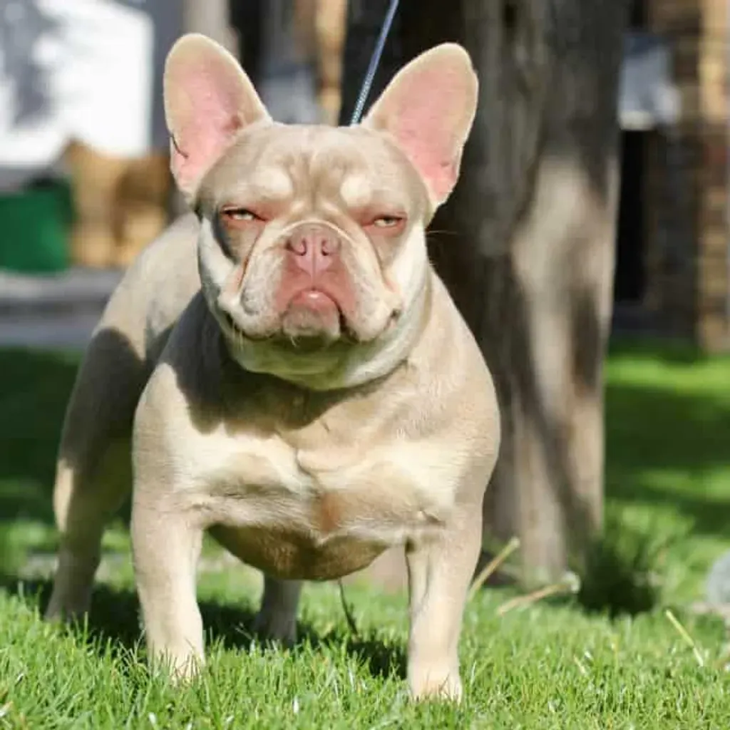 Femelle Bouledogue Français Isabella Tan New Shade