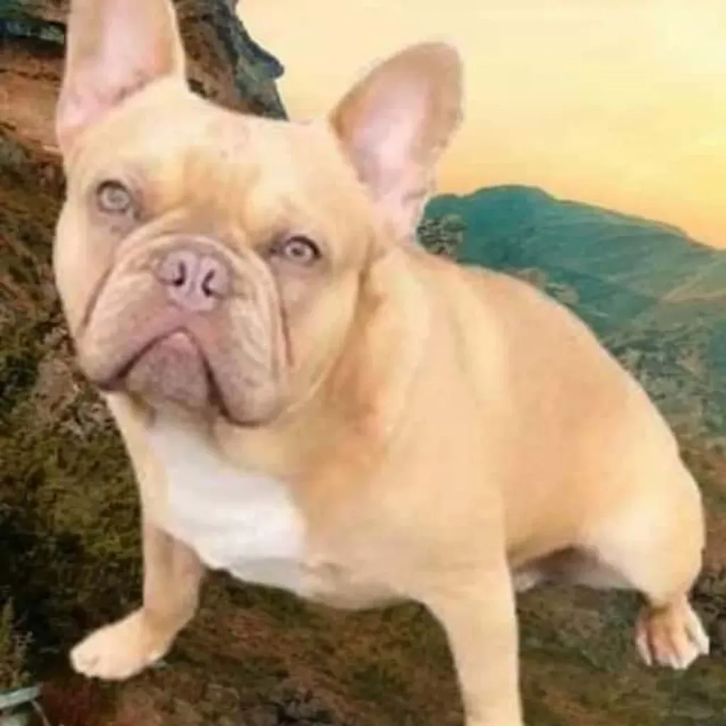 Mâle Bouledogue Français Lilac Fauve