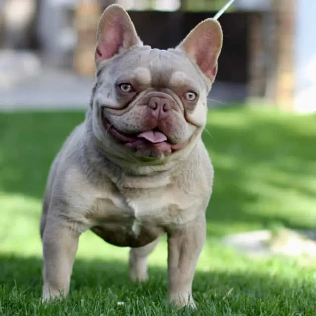 Mâle Bouledogue Français Isabella Tan new shade