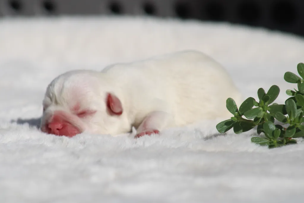 chiot bouledogue français lilas tan platinium disponible à la réservation