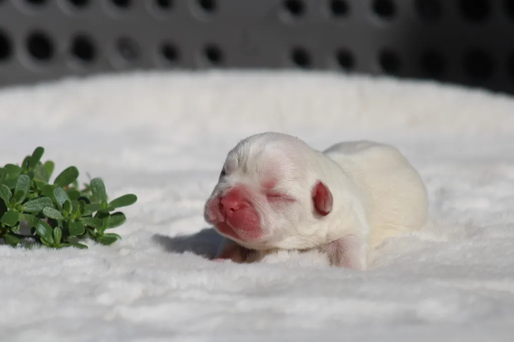 chiot mâles bouledogue français couleur lilas tan platinium disponible à la réservation