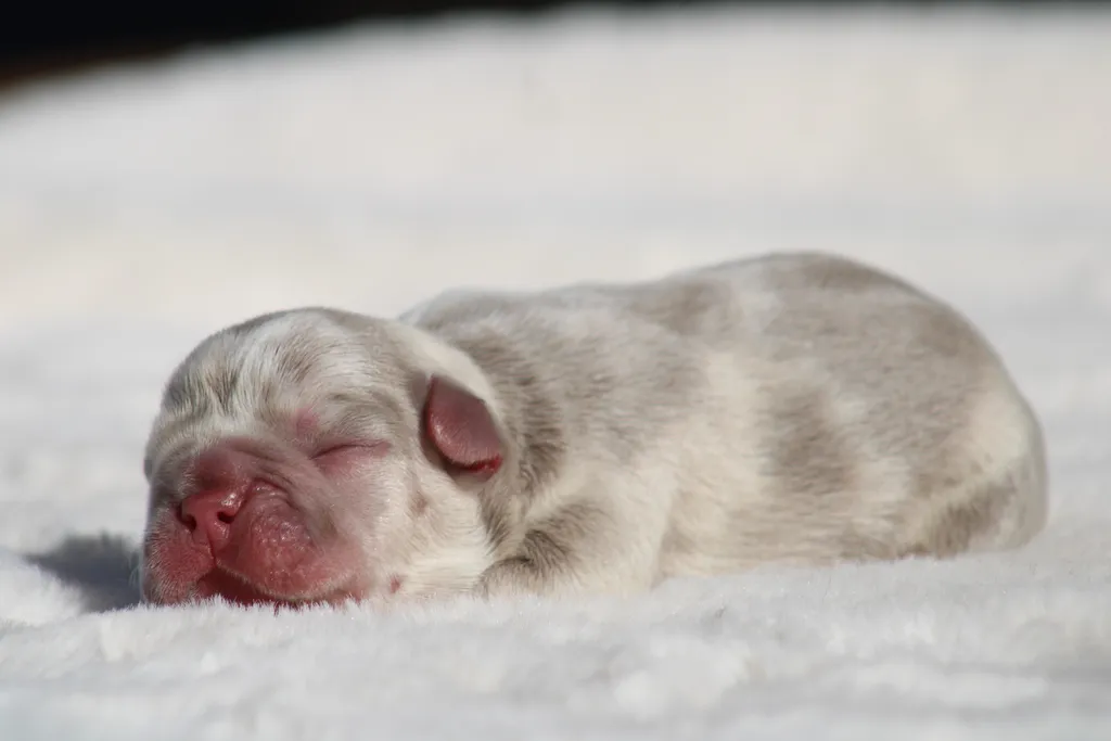 chiot bouledogue français exotique couleur isabella merle réservé