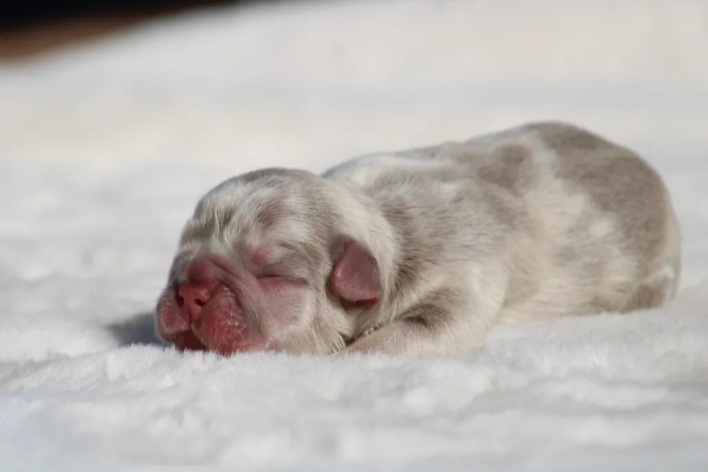 chiot bouledogue français exotique couleur isabella merle réservé