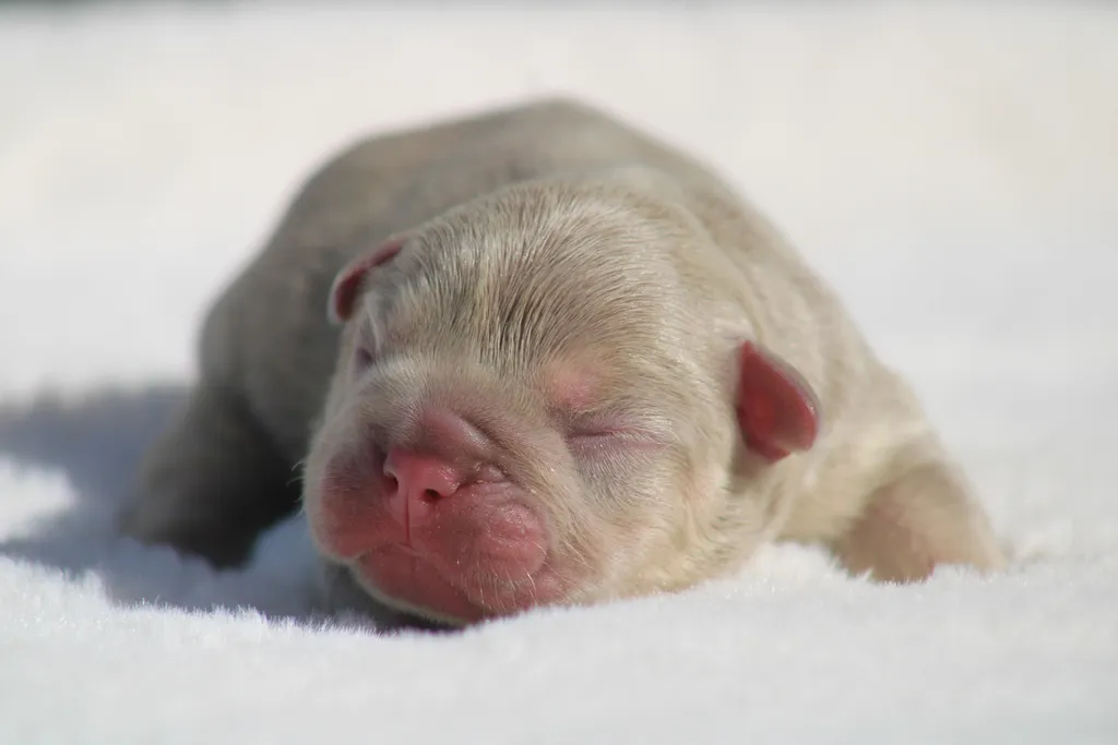 chiots male bouledogue français couleur Isabella tan new shade