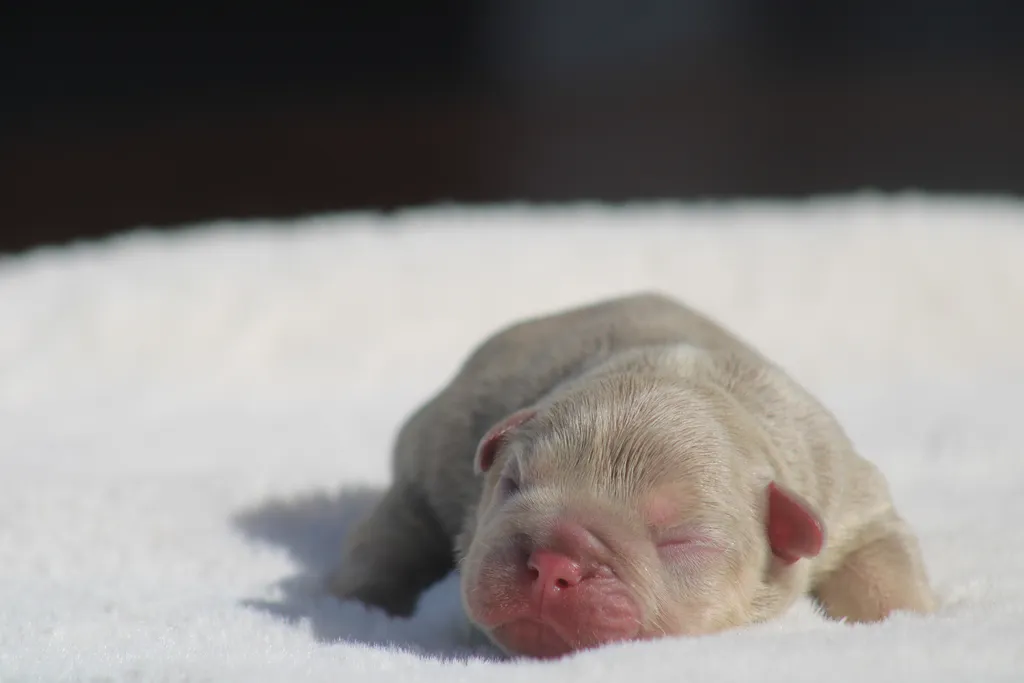 chiots male bouledogue français couleur Isabella tan new shade