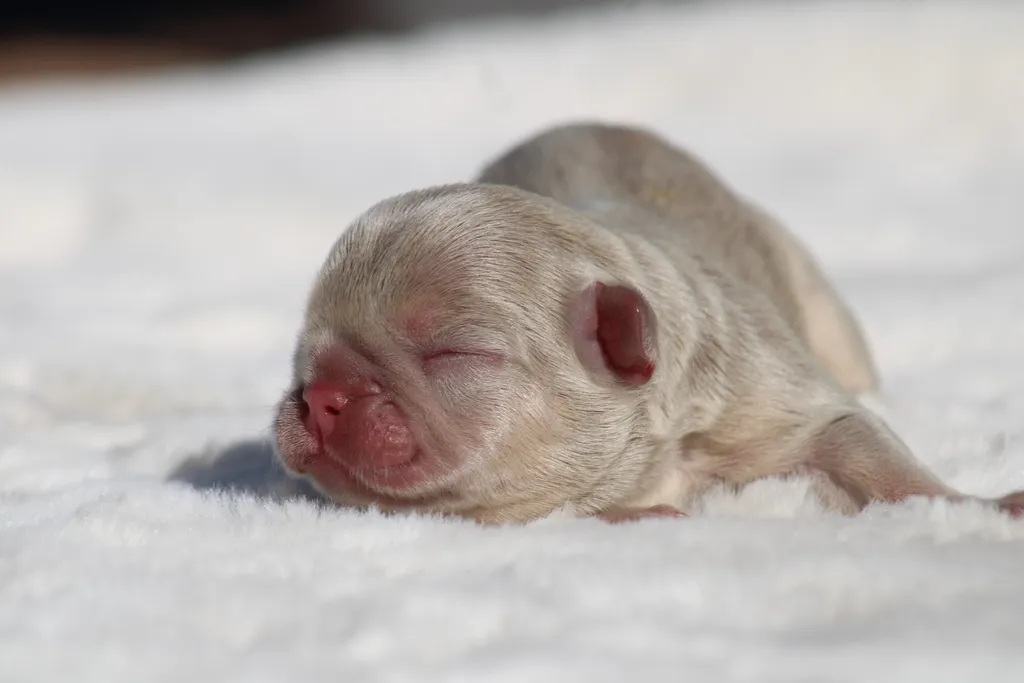 chiot femelle bouledogue français couleur Isabella tan new shade