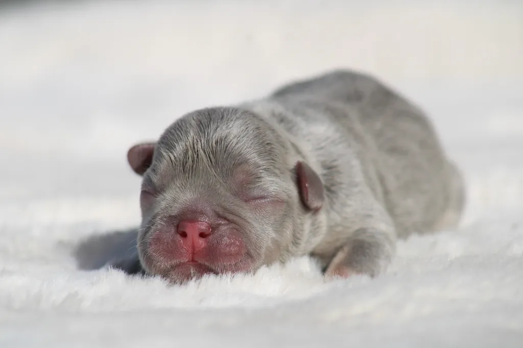 chiot femelle bouledogue français exotique couleur Lilas Tan