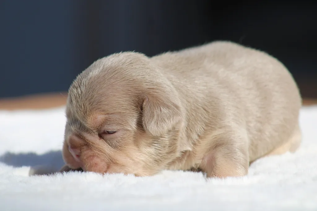 chiots male bouledogue français couleur Isabella tan new shade