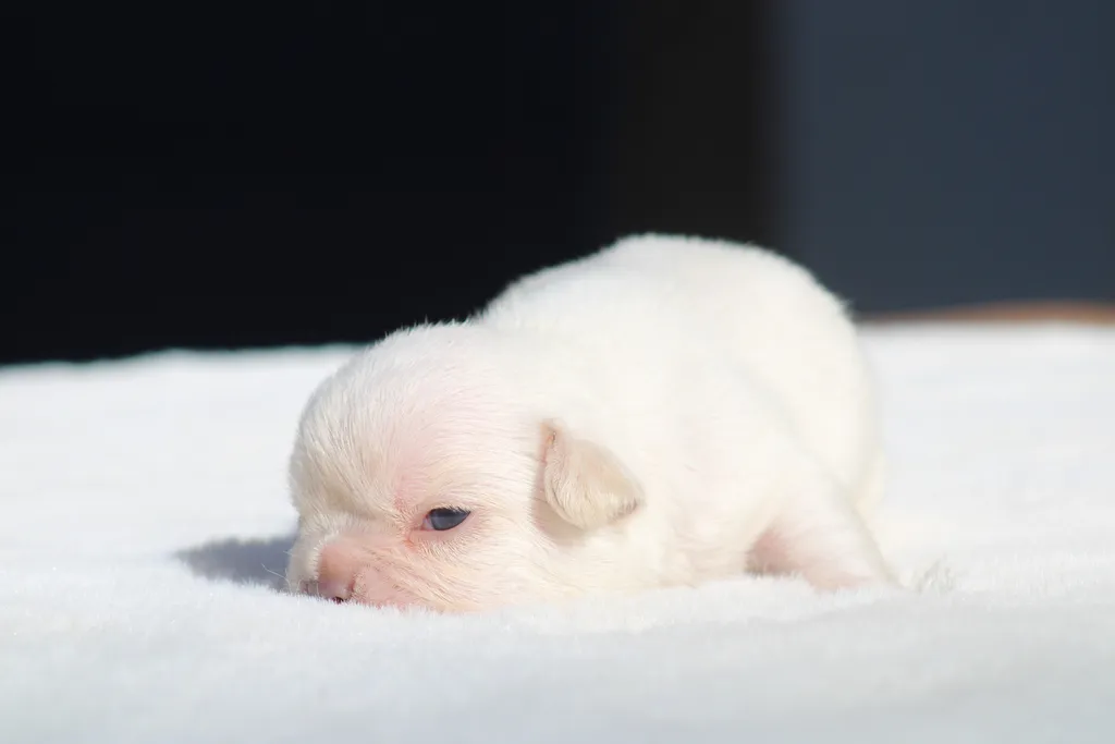 chiot bouledogue français lilas tan platinium disponible à la réservation