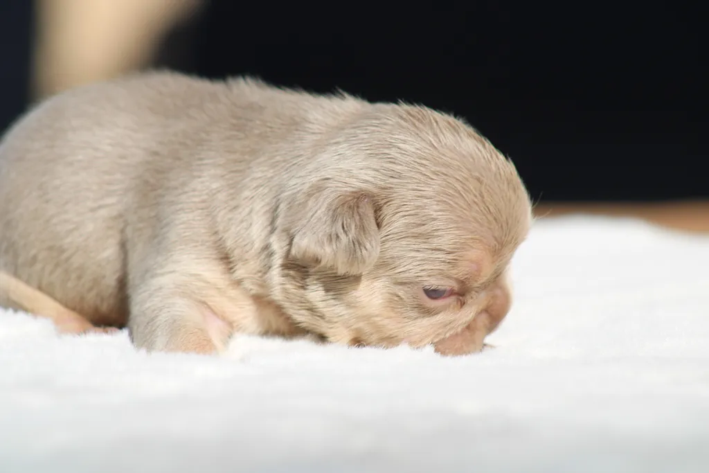 chiot femelle bouledogue français couleur Isabella tan new shade
