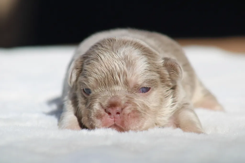 chiot bouledogue français exotique couleur isabella merle réservé