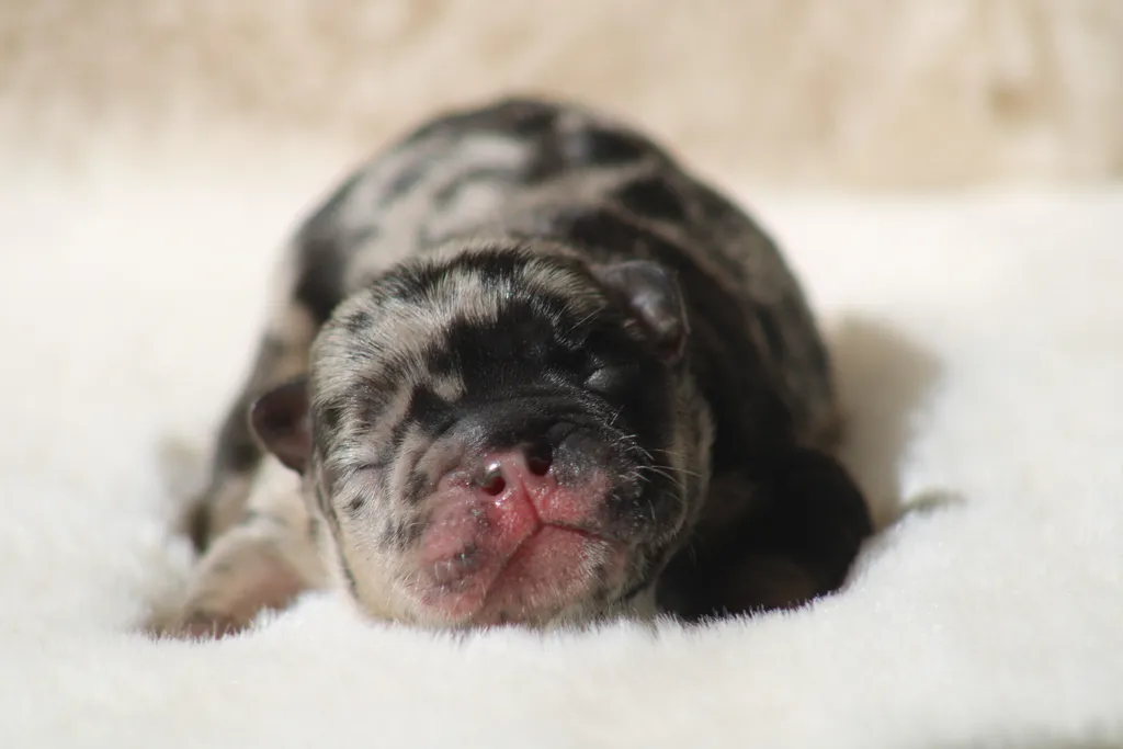 chiot male bouledogue français exotique black merle tan disponible à la réservation
