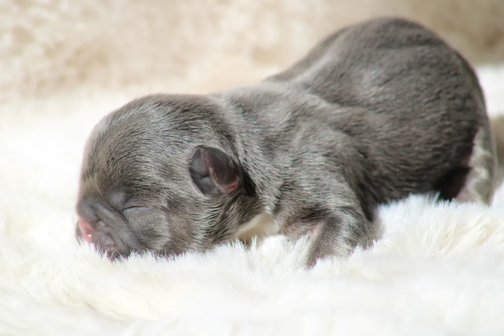 chiot male bouledogue français exotique bleu tan disponible à la réservation