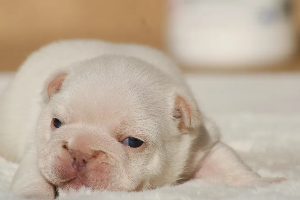 chiot male bouledogue français exotique lilas tan platinium disponible à la réservation
