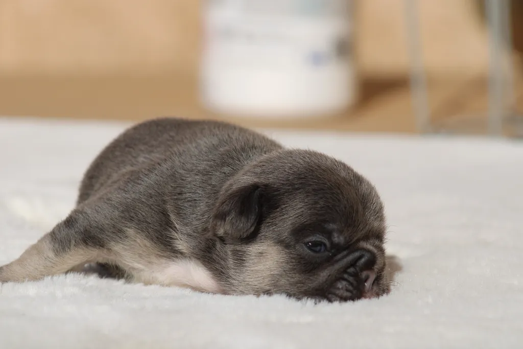 chiot male bouledogue français exotique bleu tan disponible à la réservation