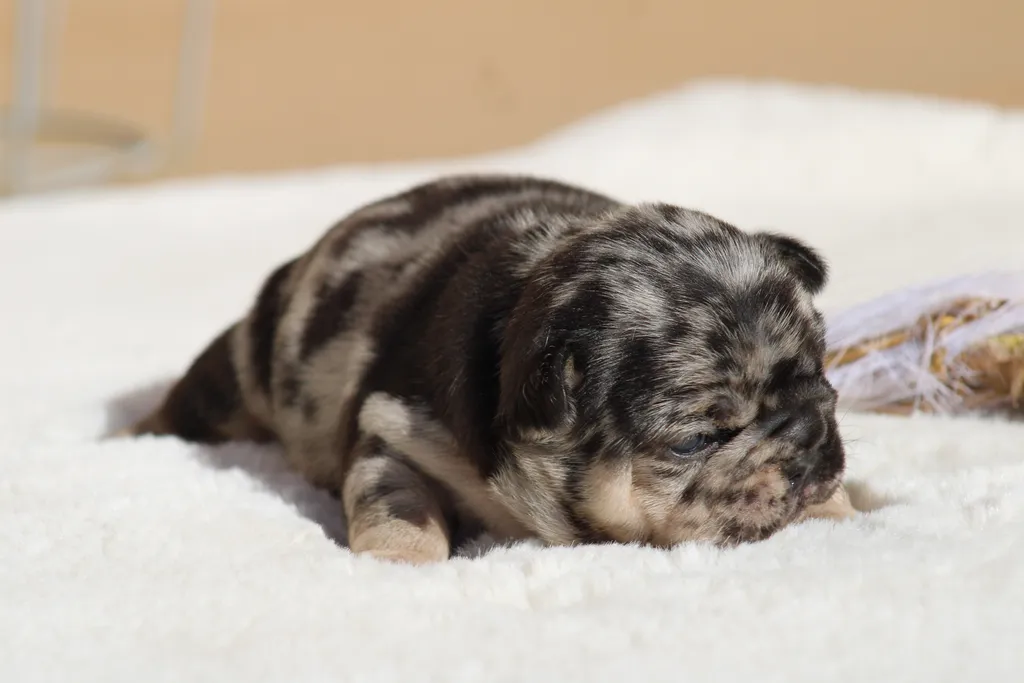 chiot male bouledogue français exotique black merle tan disponible à la réservation