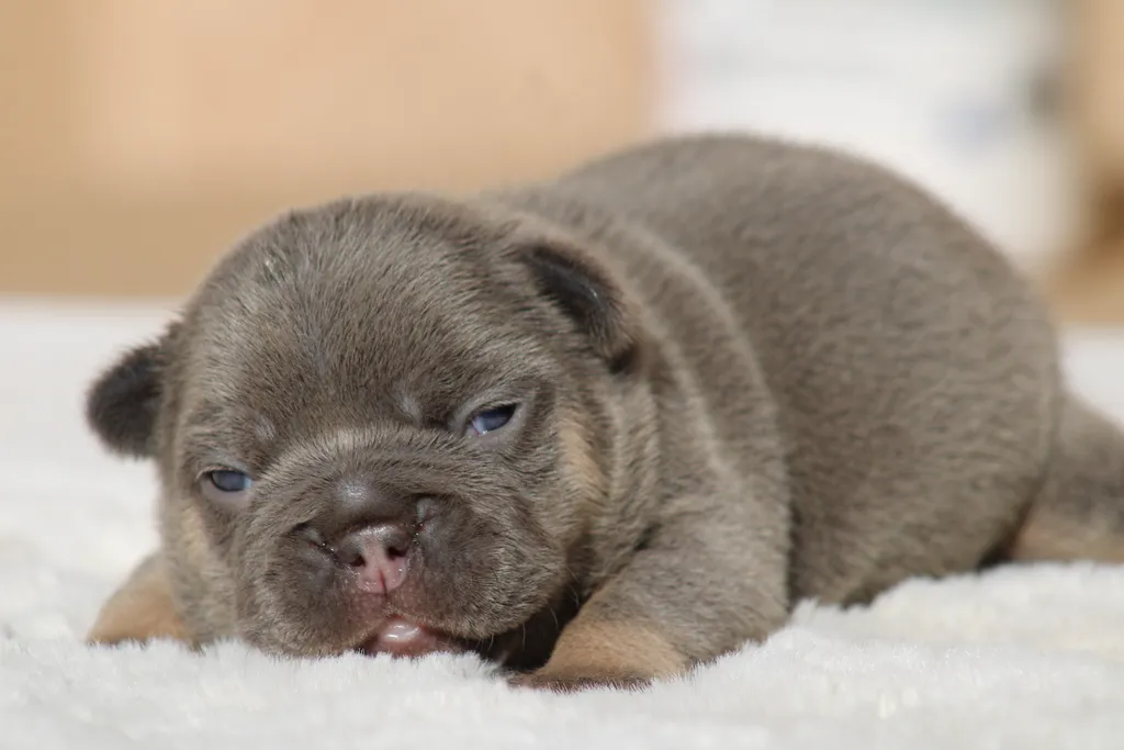 chiot femelle bouledogue français exotique lilas tan réservée