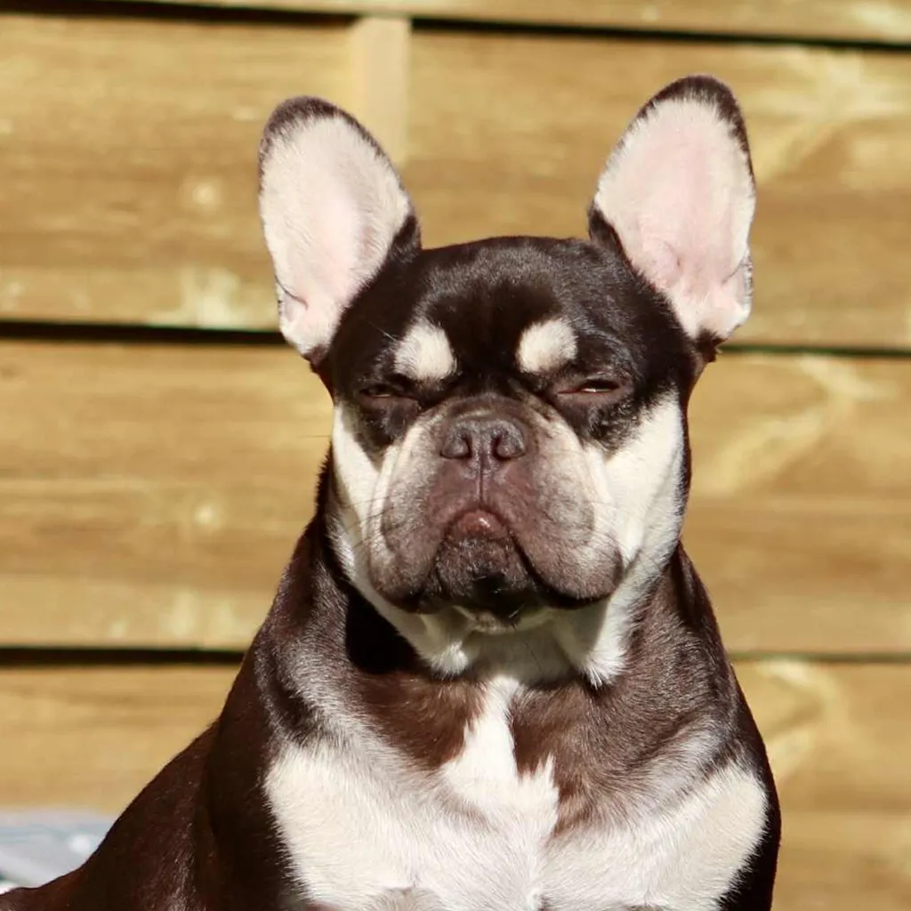 Photo de profil de Rosalie Bouledogue Français Photo de profil de Rosalie Bouledogue Français