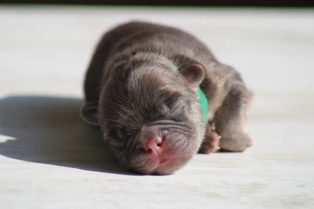 chiot male bouledogue français cocoa tan fluffy disponible à la réservation