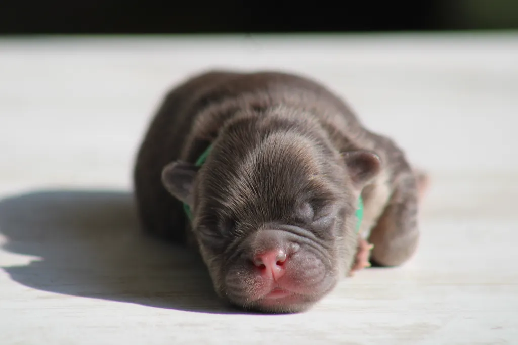 chiot male bouledogue français cocoa tan fluffy disponible à la réservation