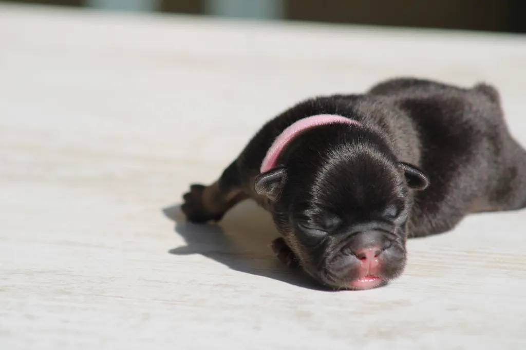 Chiots femelle bouledogue français exotique couleur black tan
