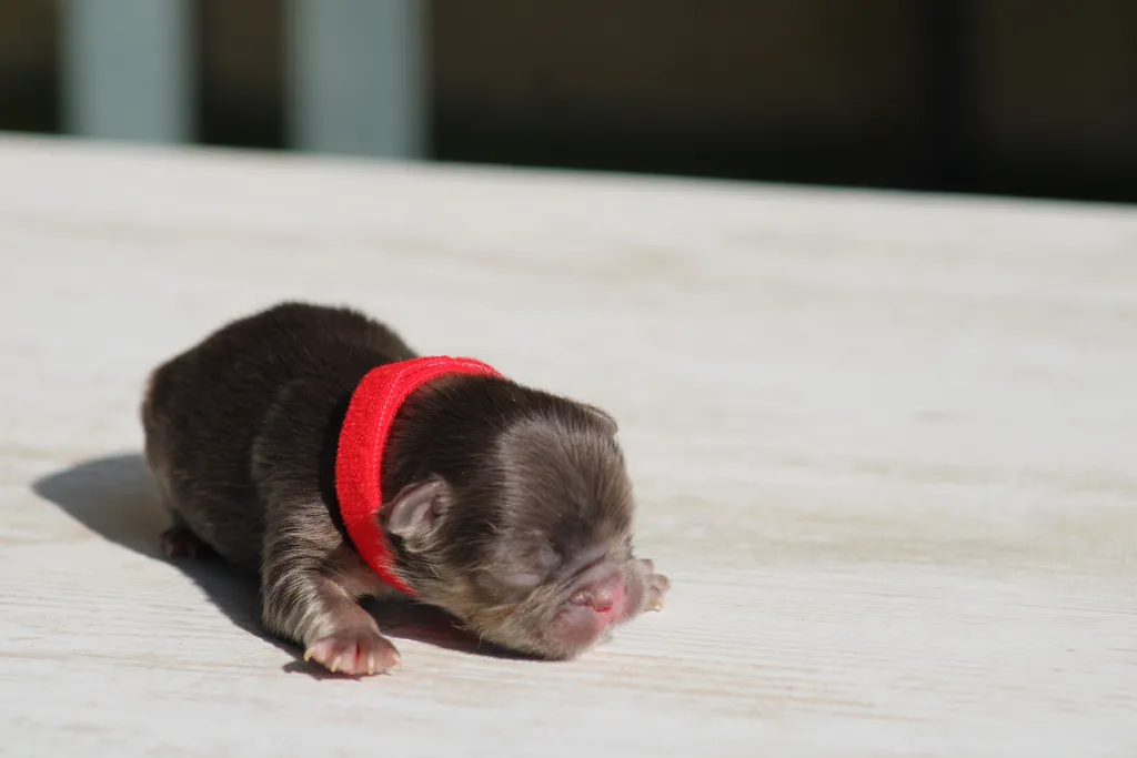 chiot male bouledogue français cocoa tan fluffy disponible à la réservation