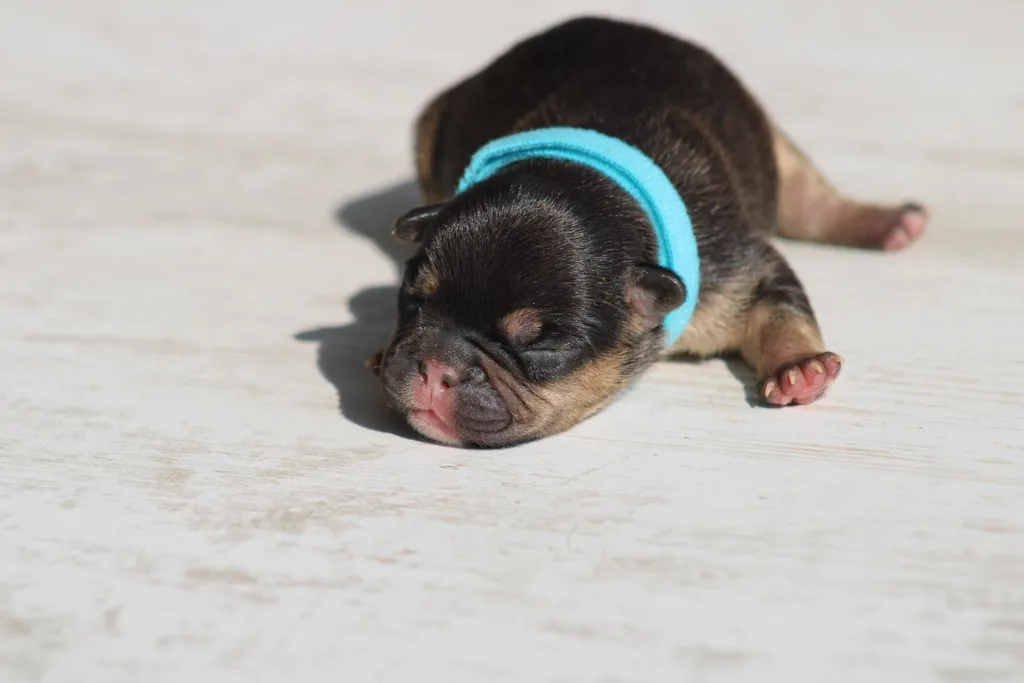 chiot male bouledogue français cocoa cherry tan disponible à la réservation