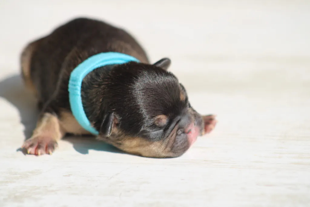 chiot male bouledogue français cocoa cherry tan disponible à la réservation